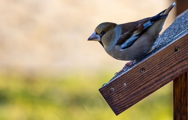 Fuglekasser: En guide til at hjælpe fugle med at finde et hjem i din have
